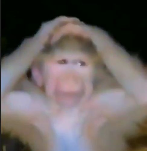 Confused Monkey